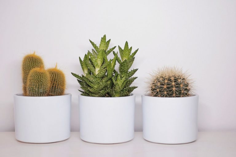 Three succulents and cacti in plain white plant pots