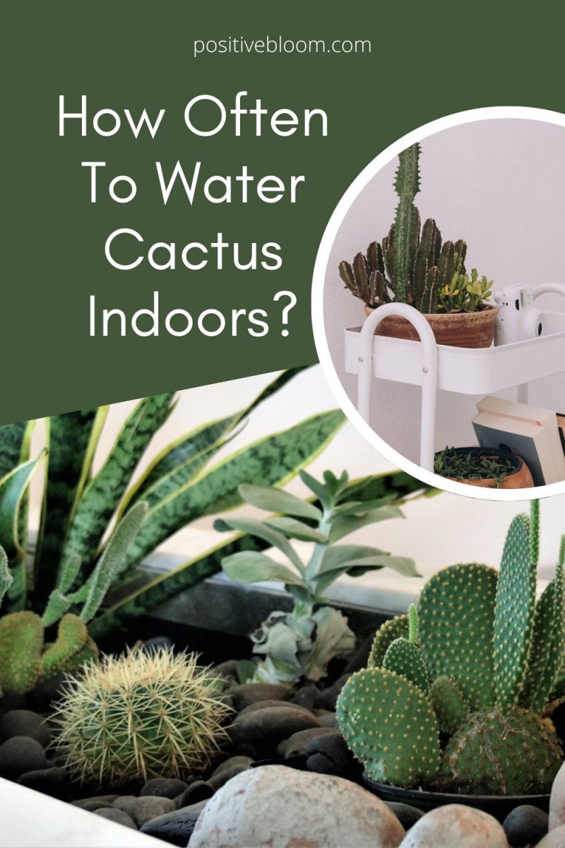 How Often To Water Cactus Indoors And Other Important Info