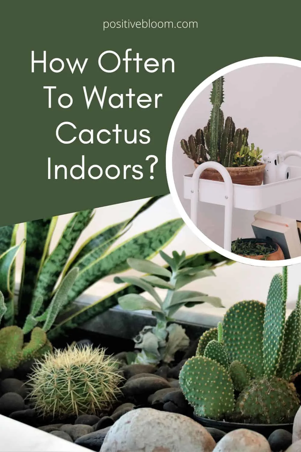 How Often To Water Cactus Indoors And Other Important Info Pinterest