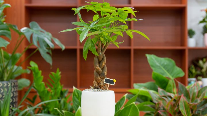 How To Braid A Money Tree Plant: Step-by-step Guide
