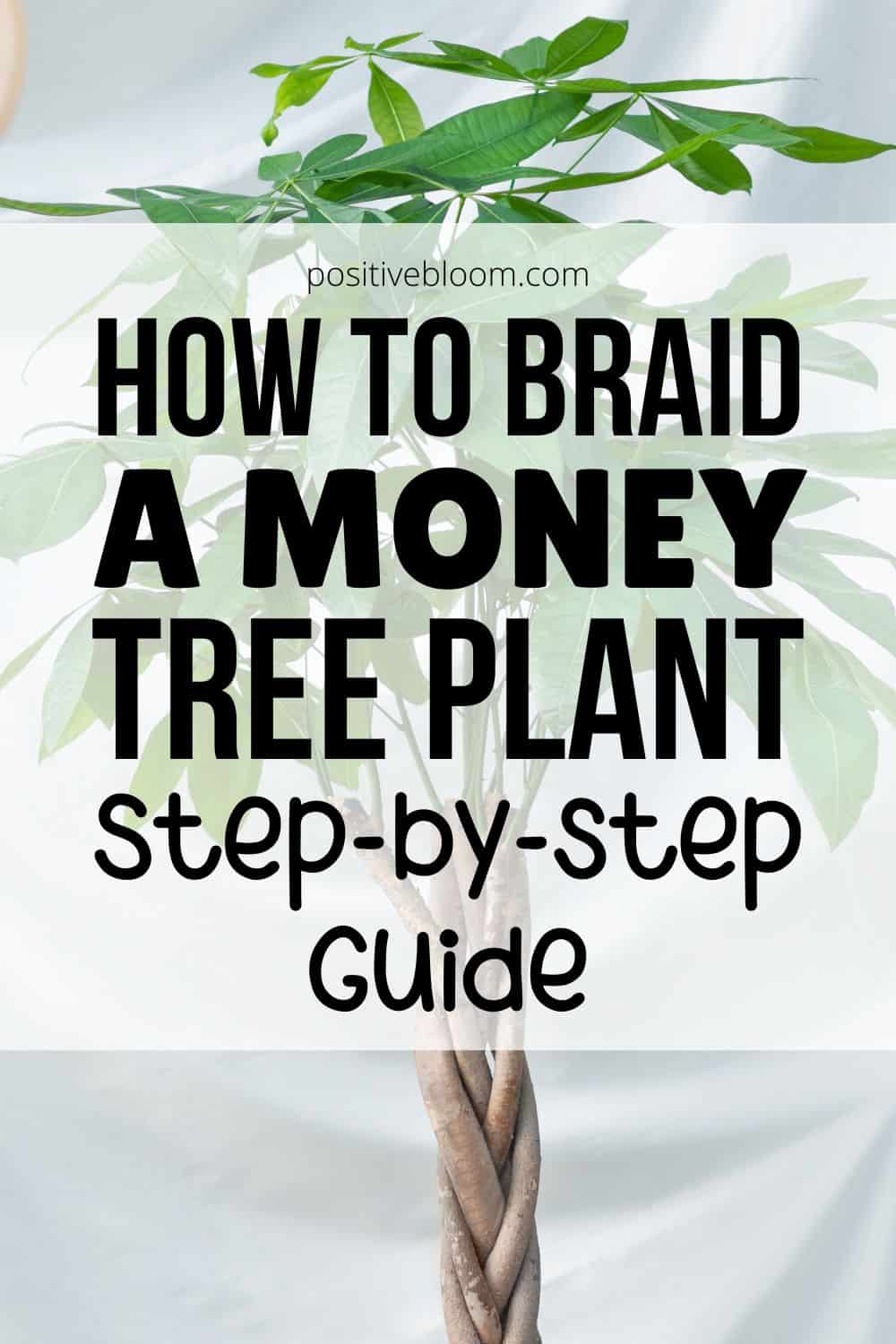 How To Braid A Money Tree Plant Step-by-step Guide Pinterest
