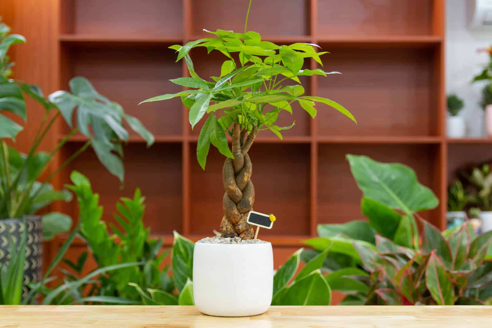 How To Braid A Money Tree Plant: Step-by-step Guide