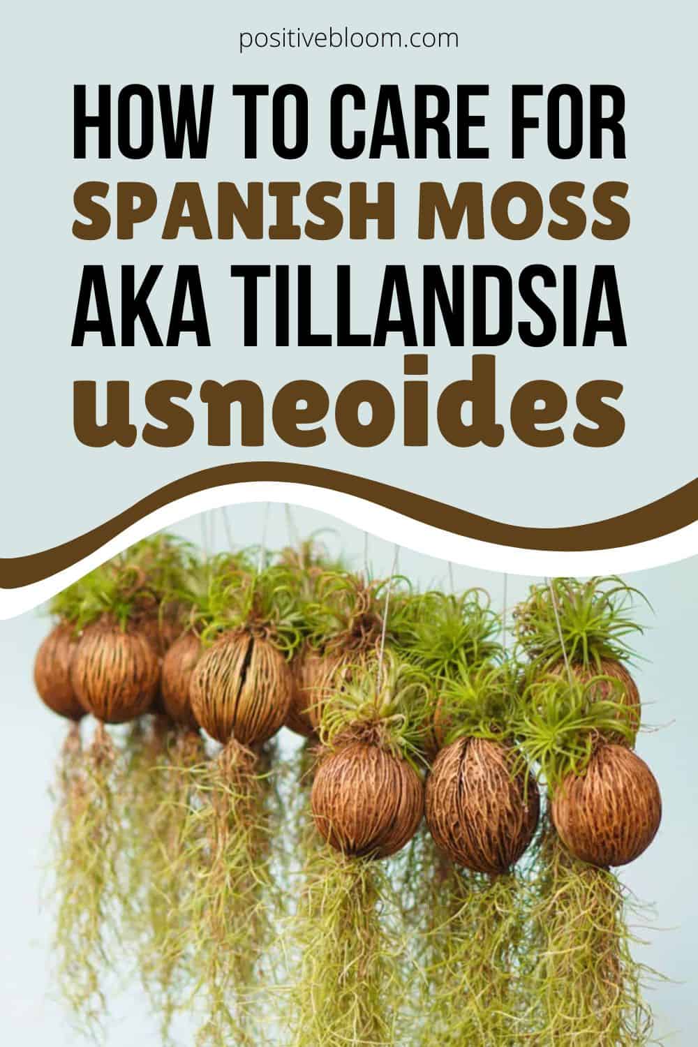 How To Care For Spanish Moss aka Tillandsia Usneoides Pinterest
