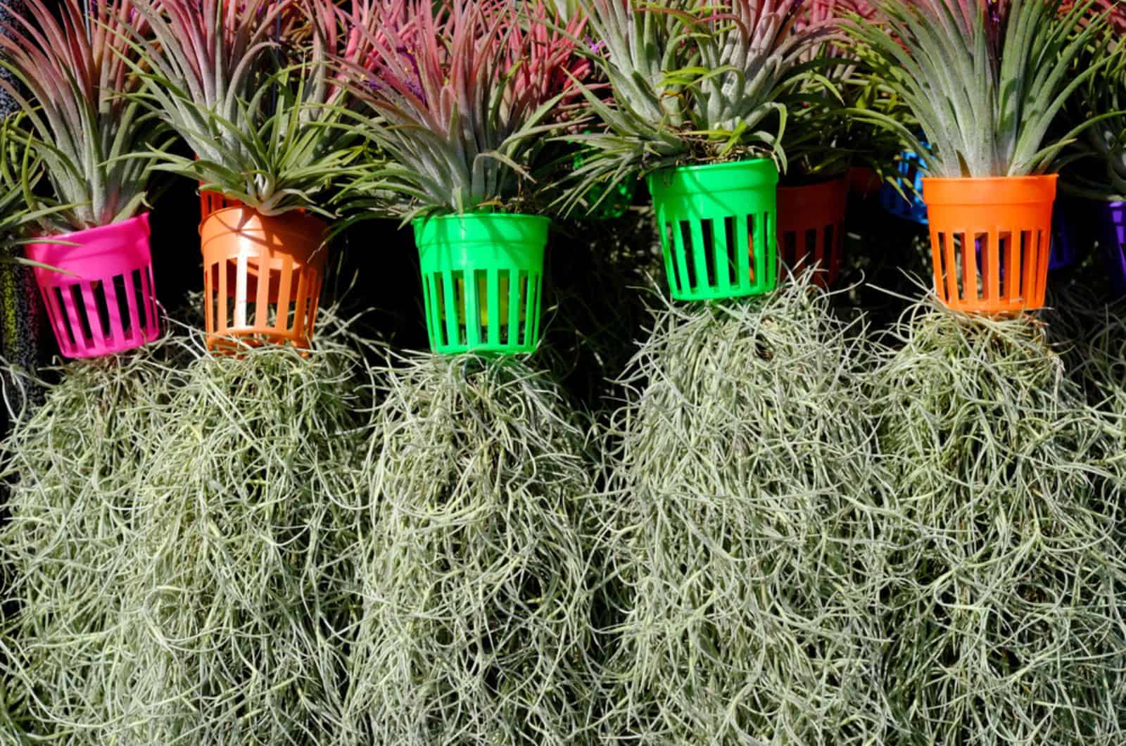 How To Care For Spanish Moss aka Tillandsia Usneoides