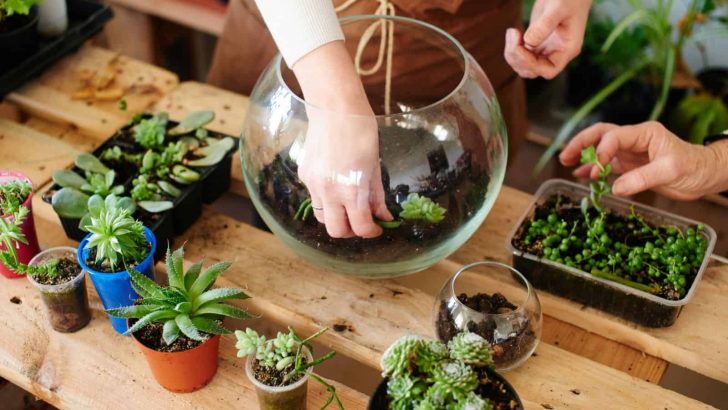 How To Create A Succulent Terrarium:  Step-by-step Guide