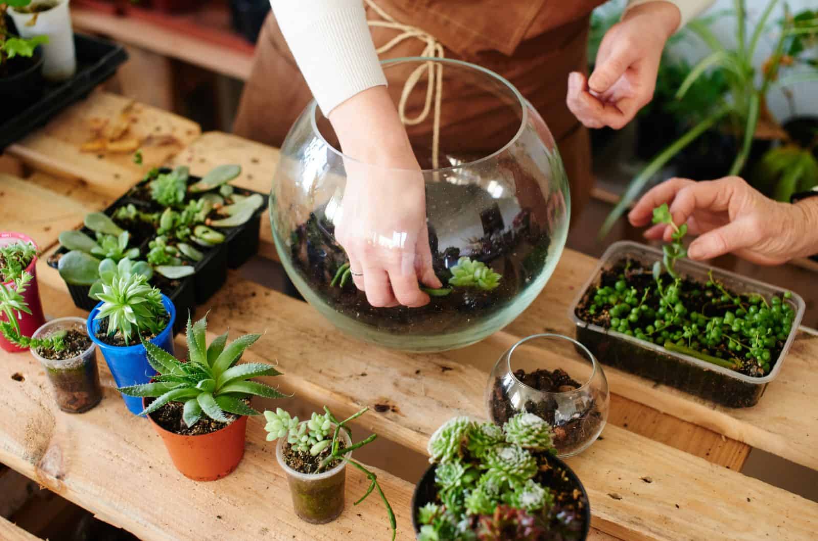 How To Create A Succulent Terrarium:  Step-by-step Guide