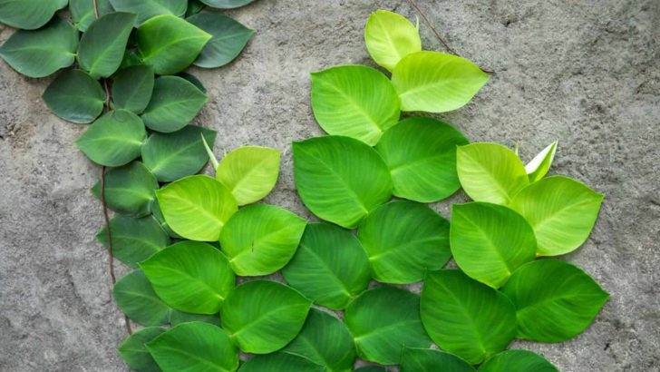 How To Grow And Care For A Rhaphidophora Korthalsii (Pro Tips)