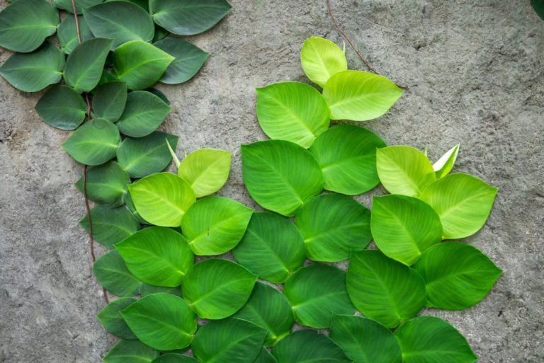 Rhaphidophora celatocaulis growing climbing on wall