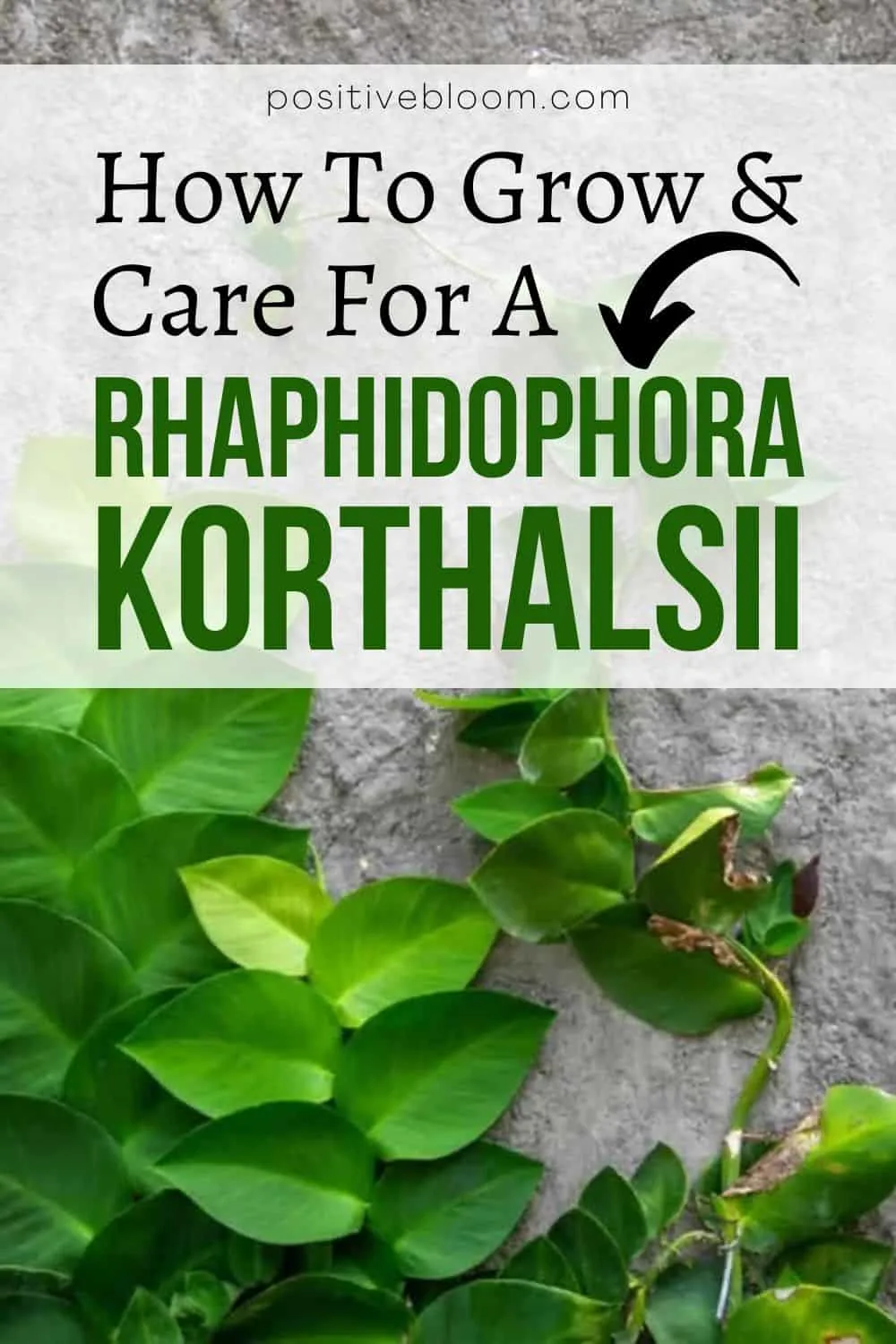 How To Grow And Care For A Rhaphidophora Korthalsii (Pro Tips) Pinterest