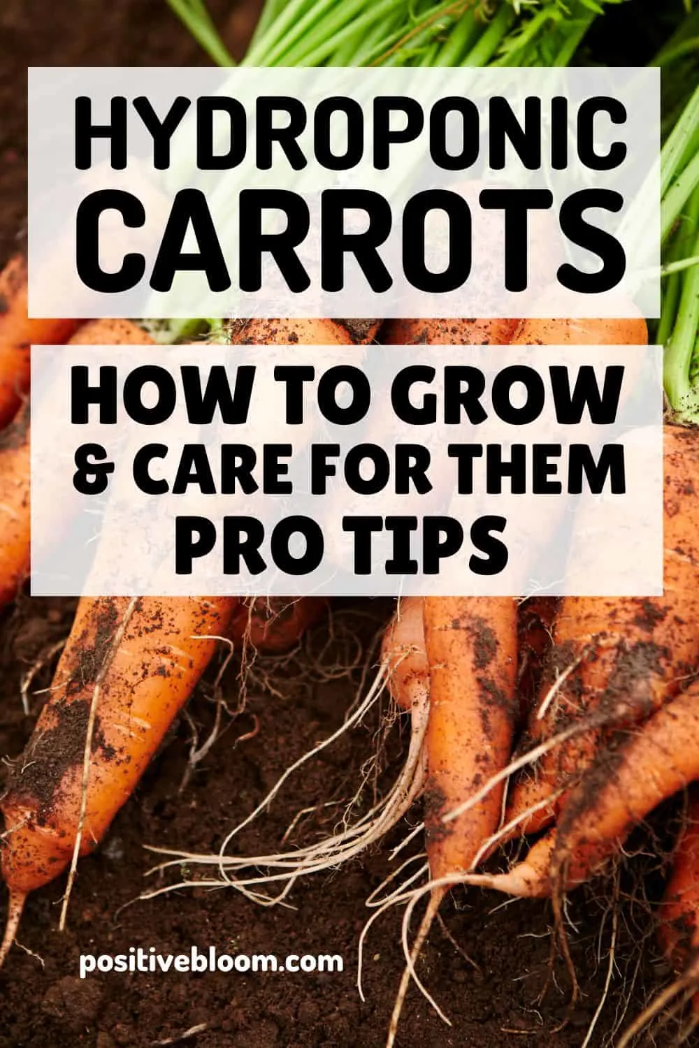 How To Grow And Care For Hydroponic Carrots (With Pro Tips) Pinterest