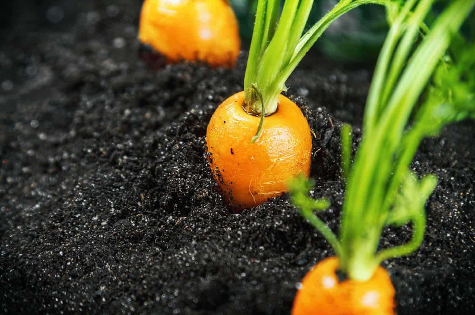 How To Grow And Care For Hydroponic Carrots (With Pro Tips)