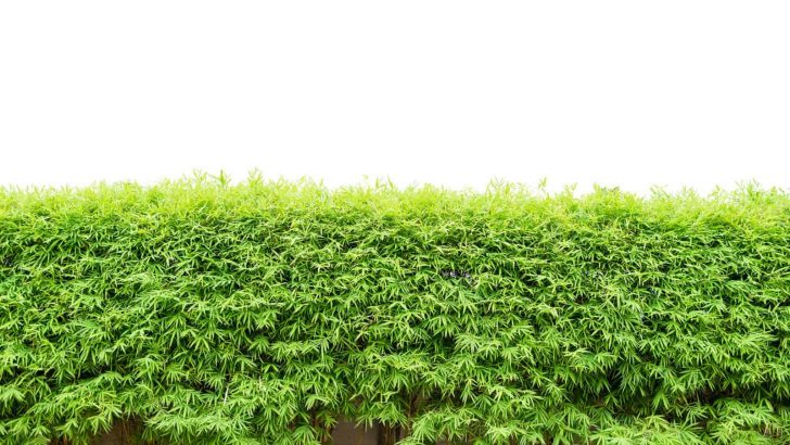 How To Make And Maintain Bamboo Hedges: Useful Tips