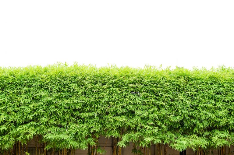 big Bamboo Hedge