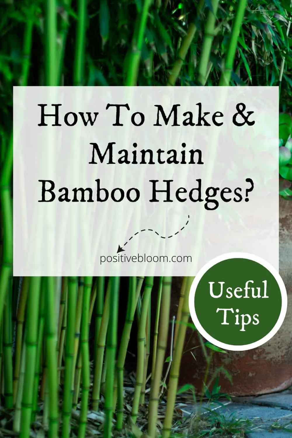 How To Make And Maintain Bamboo Hedges Useful Tips Pinterest