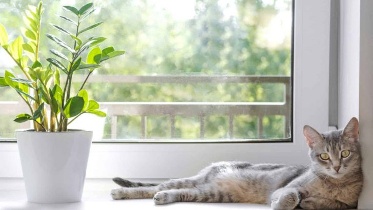 Is The ZZ Plant Toxic To Cats? Find Out The Answer Here!