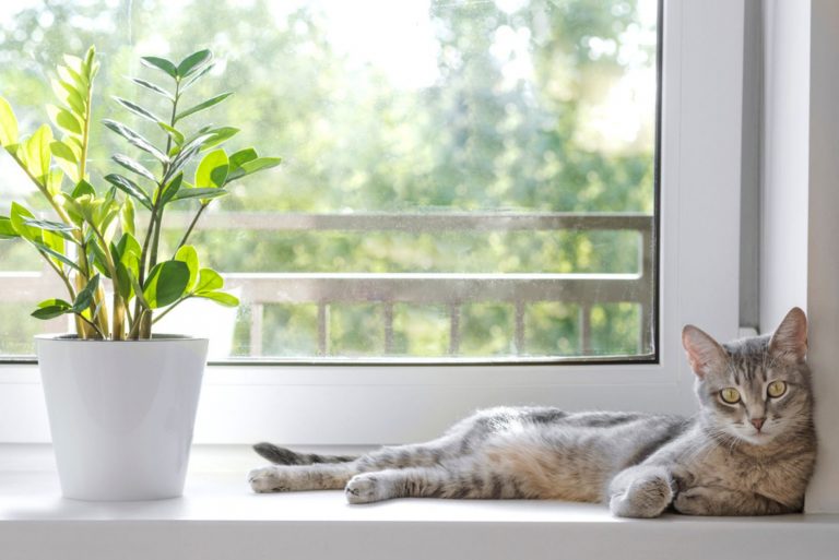 cat lies on the windowsill next to the Zamioculcas Zamiifolia flower