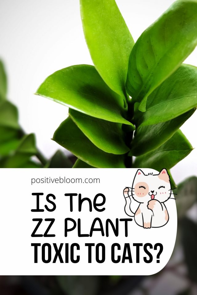 Is The Zz Plant Toxic To Cats