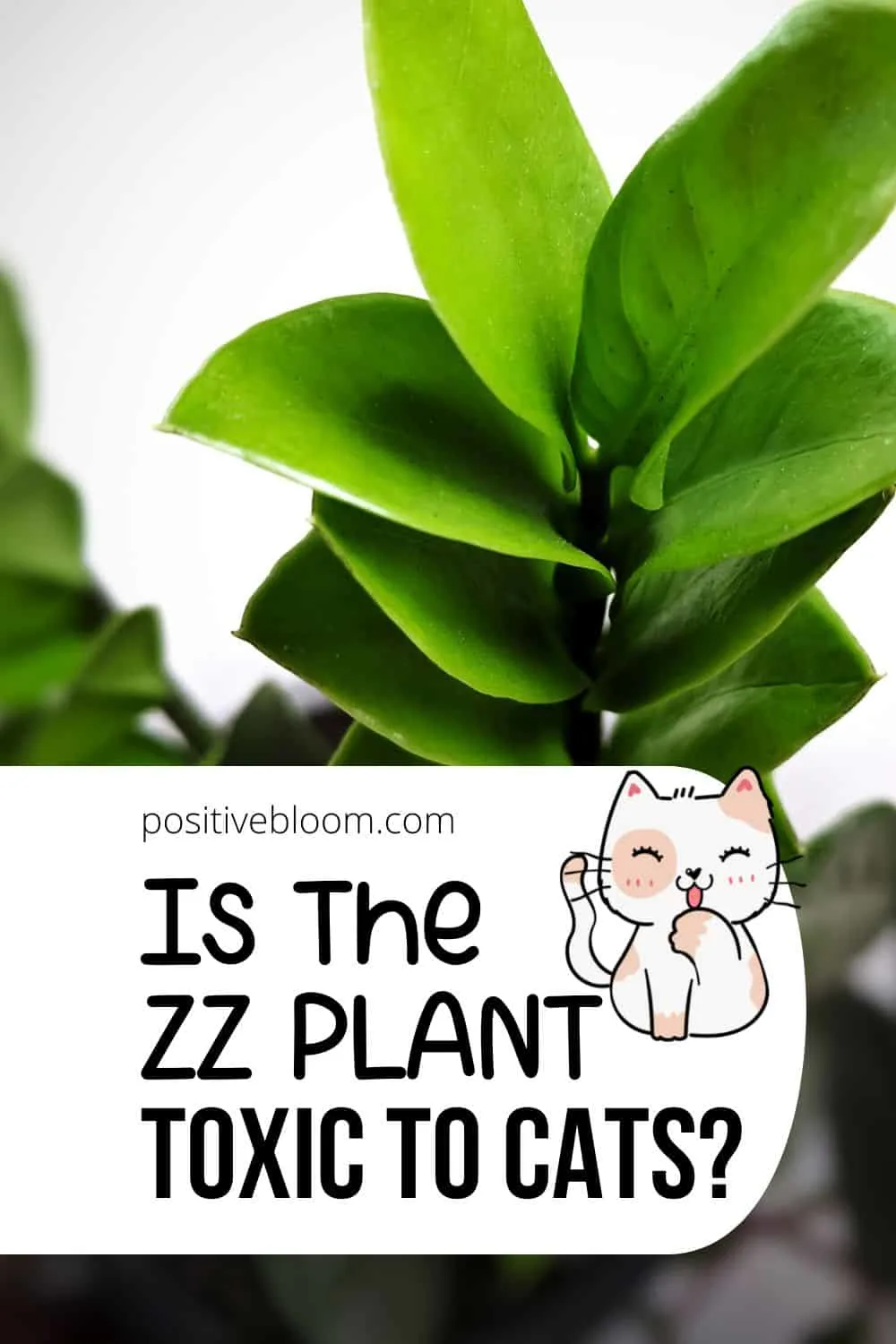Is The ZZ Plant Toxic To Cats Find Out The Answer Here! Pinterest (1)