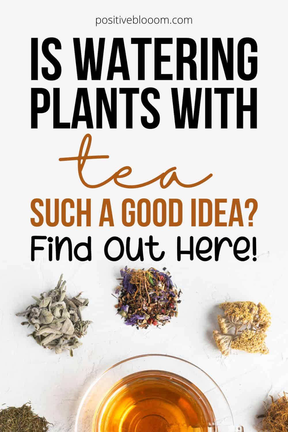 Is Watering Plants With Tea Such A Good Idea Find Out Here! Pinterest