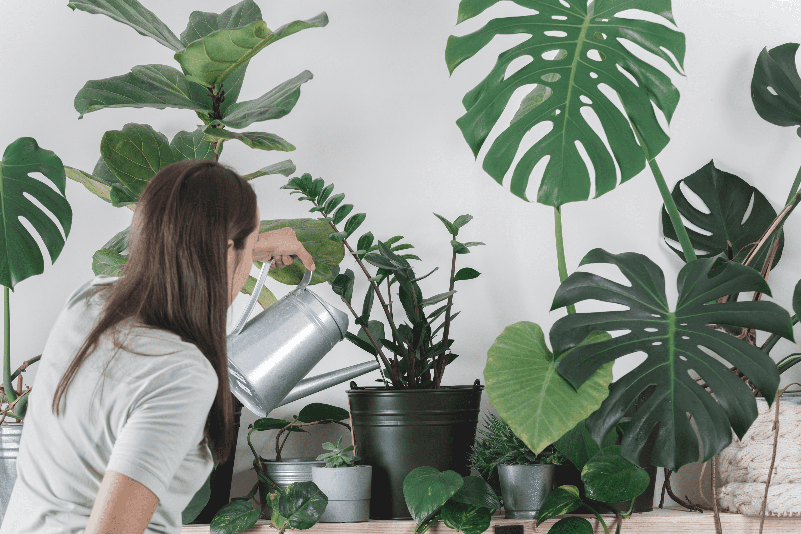Is Watering Plants With Tea Such A Good Idea? Find Out Here!