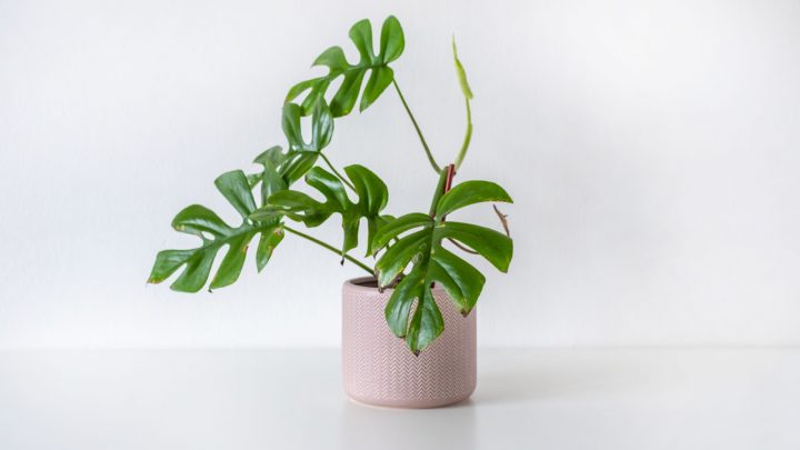 Monstera Minima vs Rhaphidophora: Are There Any Differences?