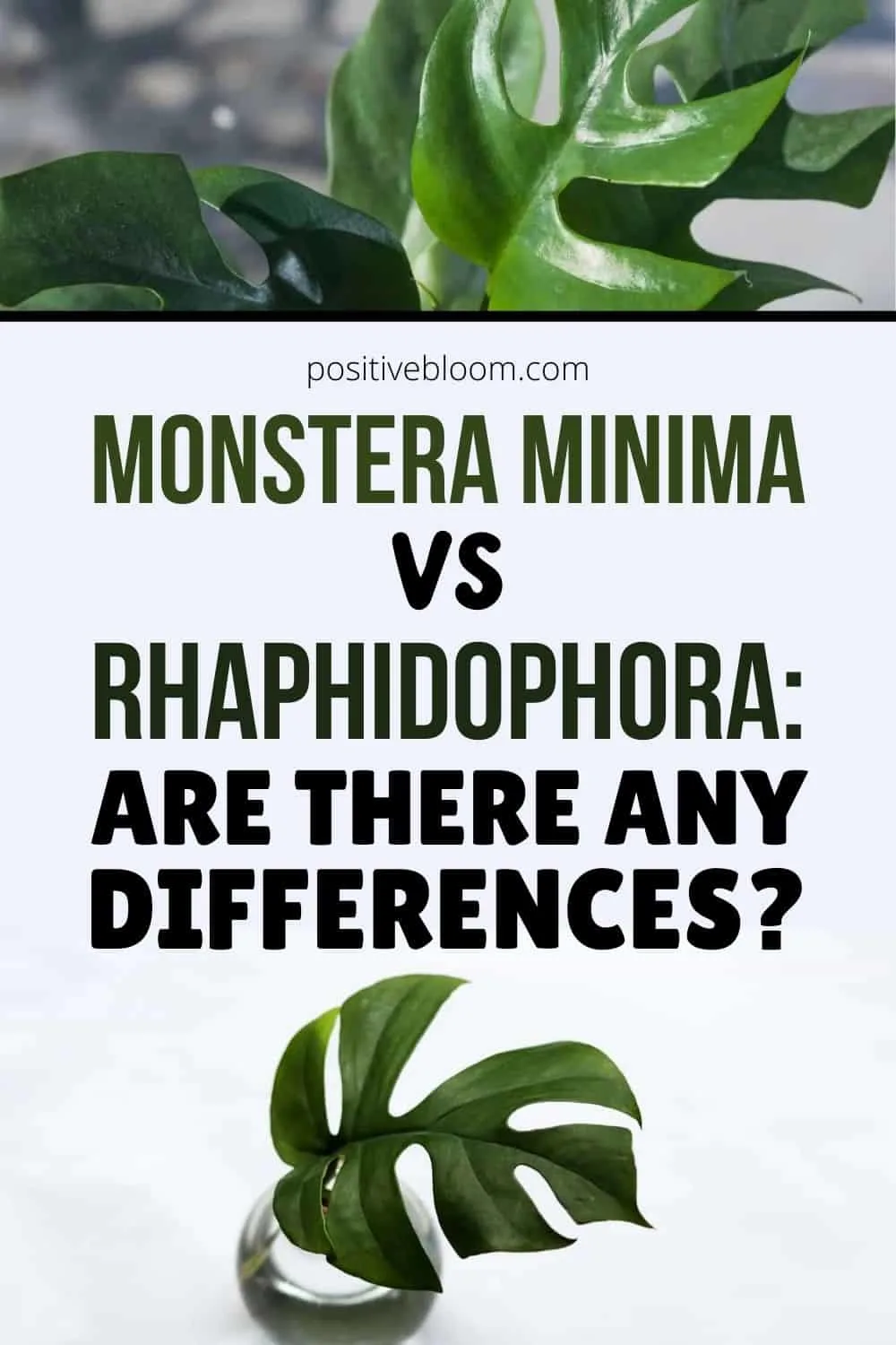 Monstera Minima vs Rhaphidophora Are There Any Differences Pinterest