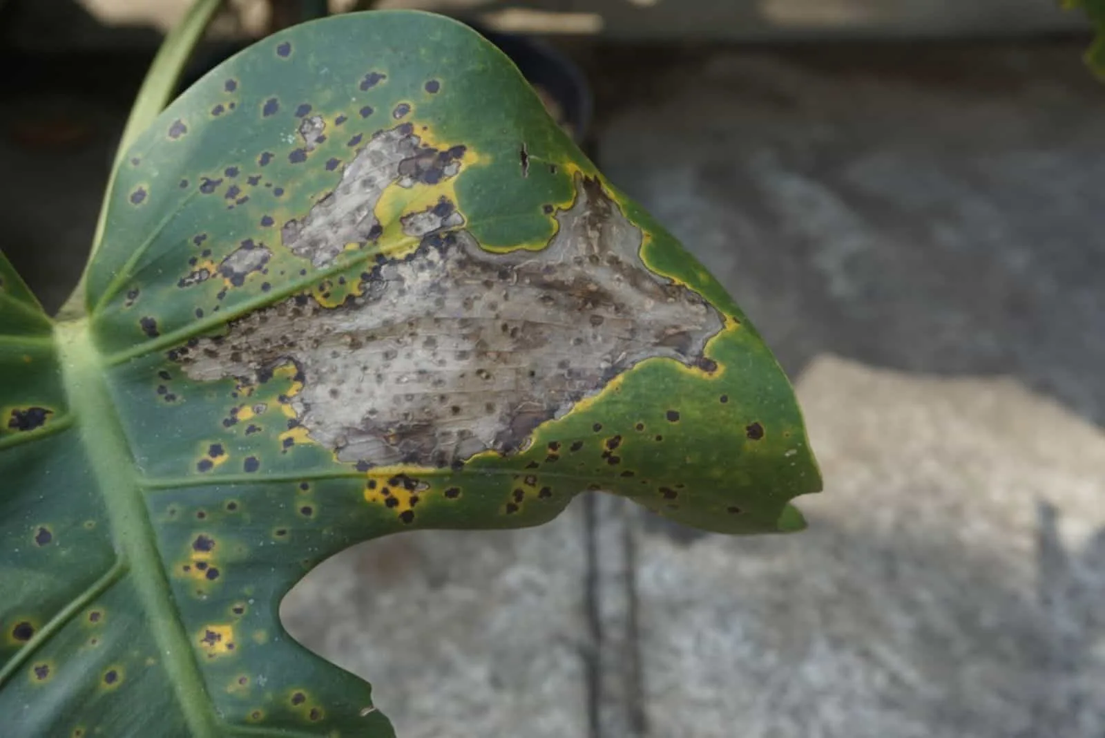 Monstera green leaf disease