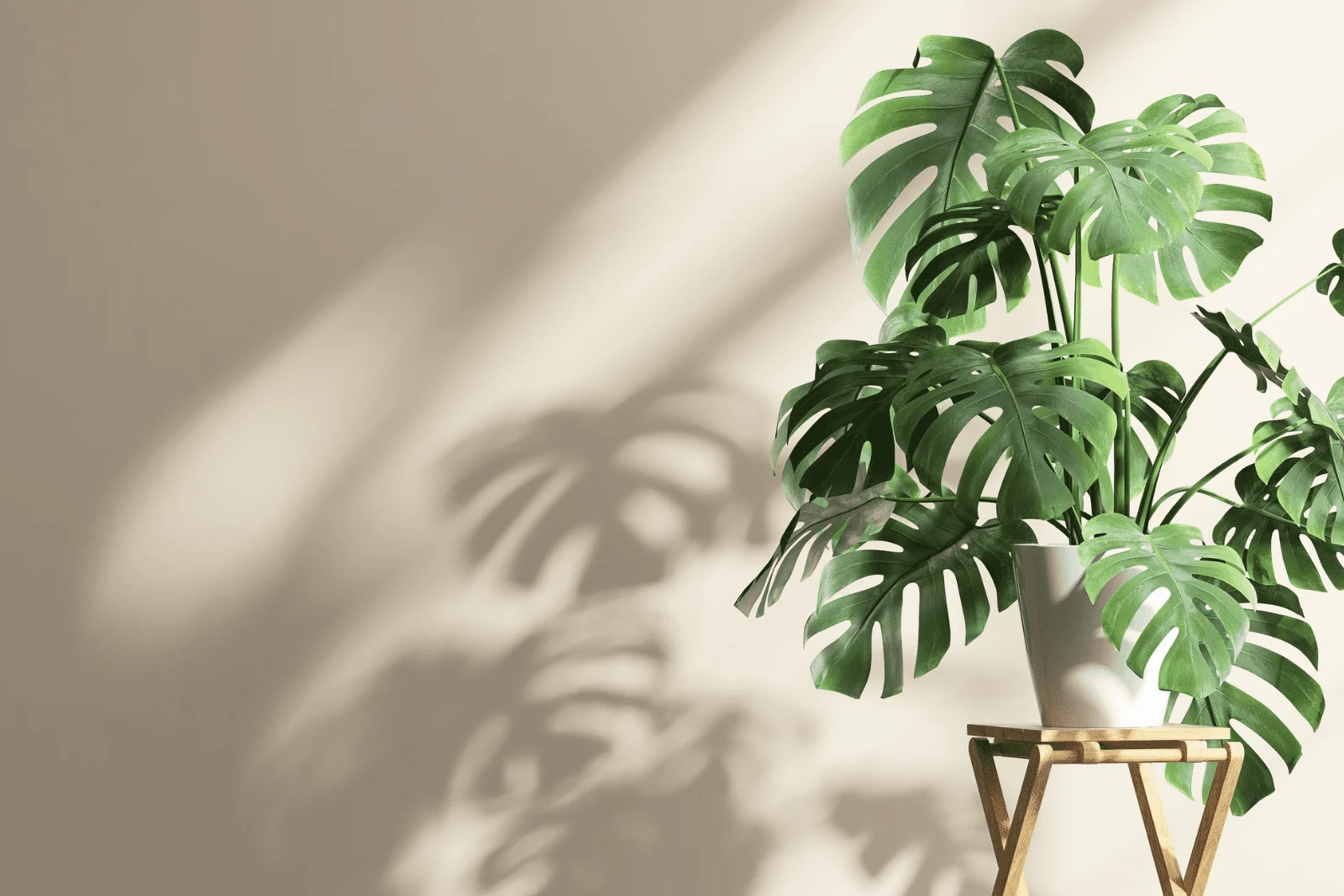 Monstera in a white pot on a chair