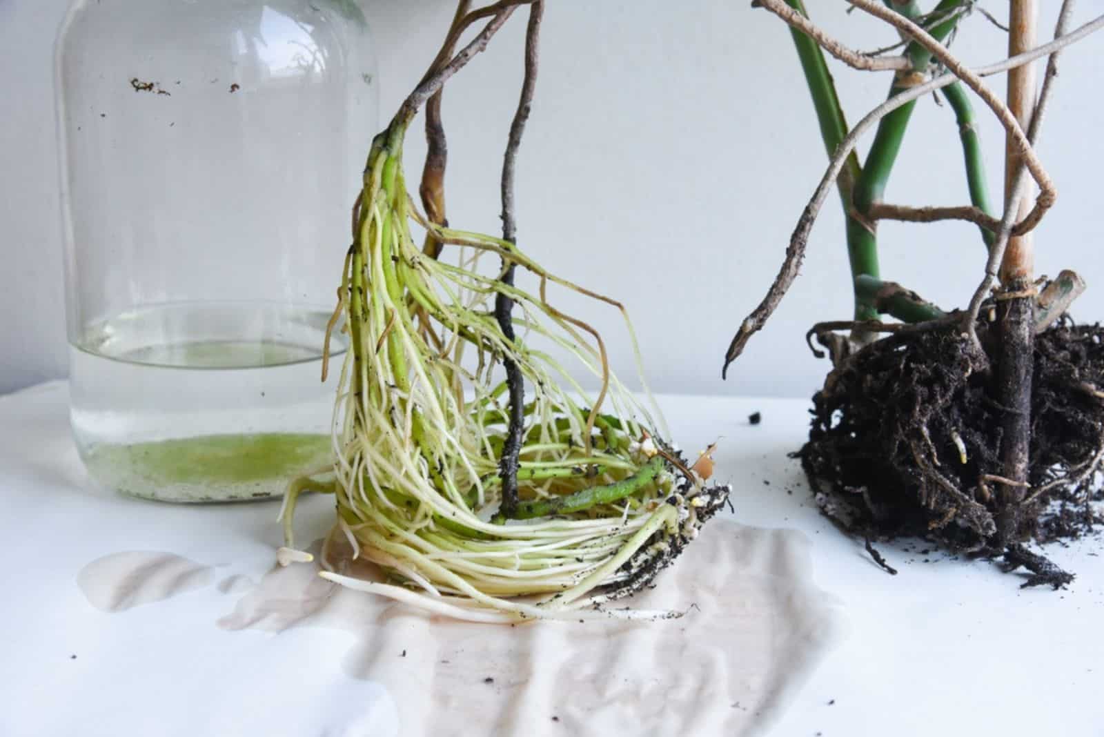 Monstera philodendron rooting in water