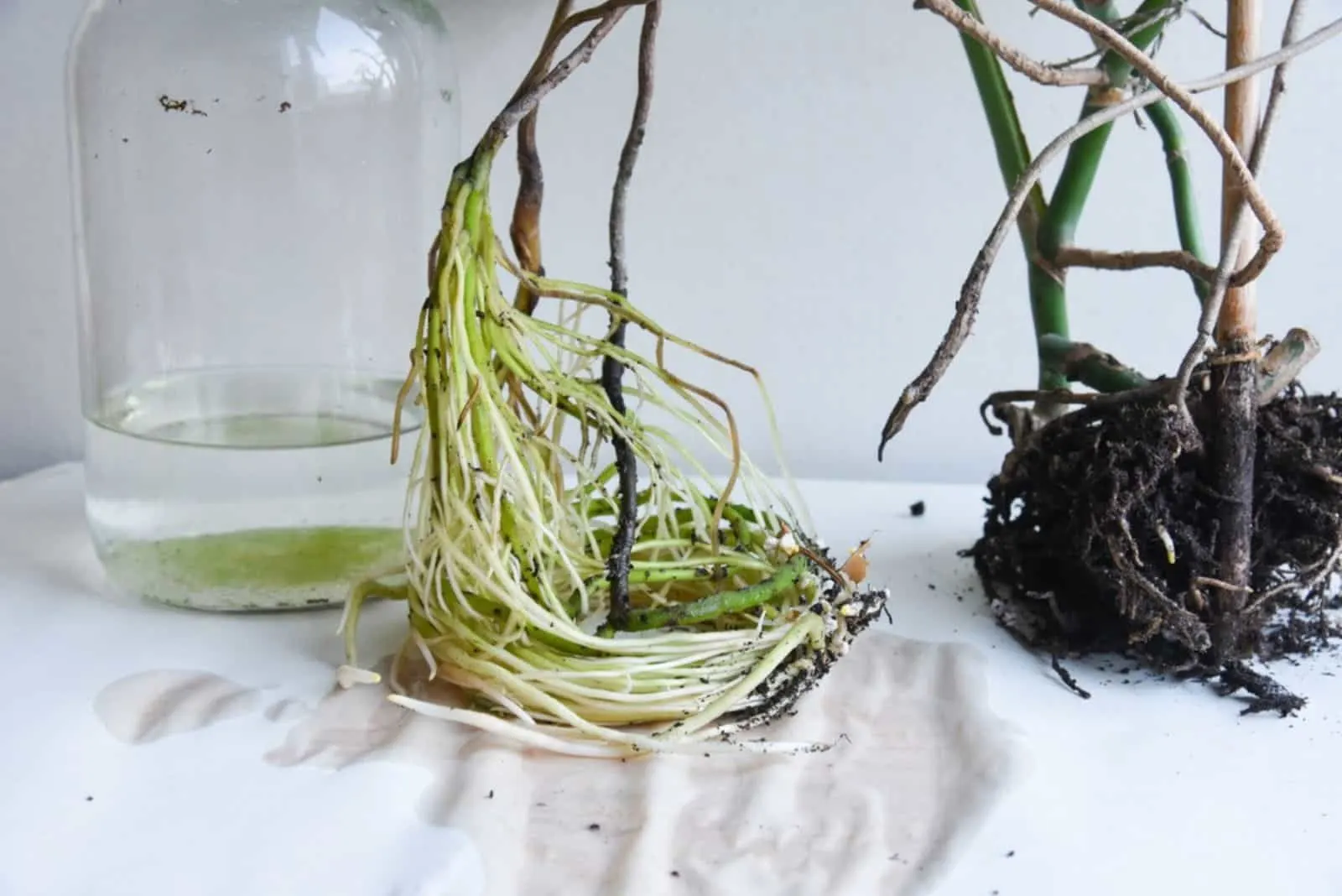 Monstera philodendron rooting in water