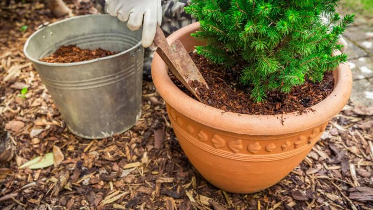 Mulch For Potted Plants: Why, What, And How To Use