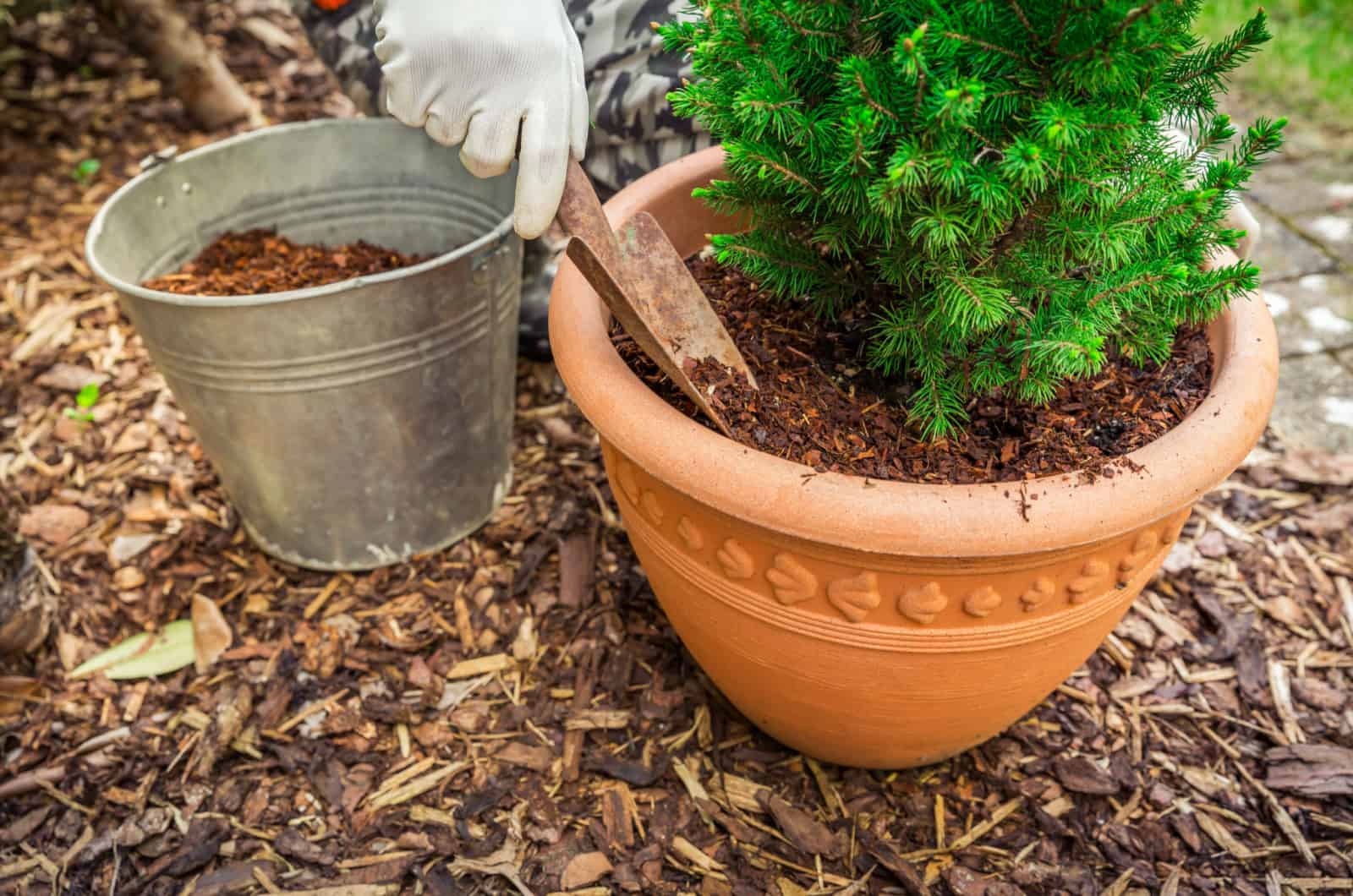 person putting mulch in a pot with plant