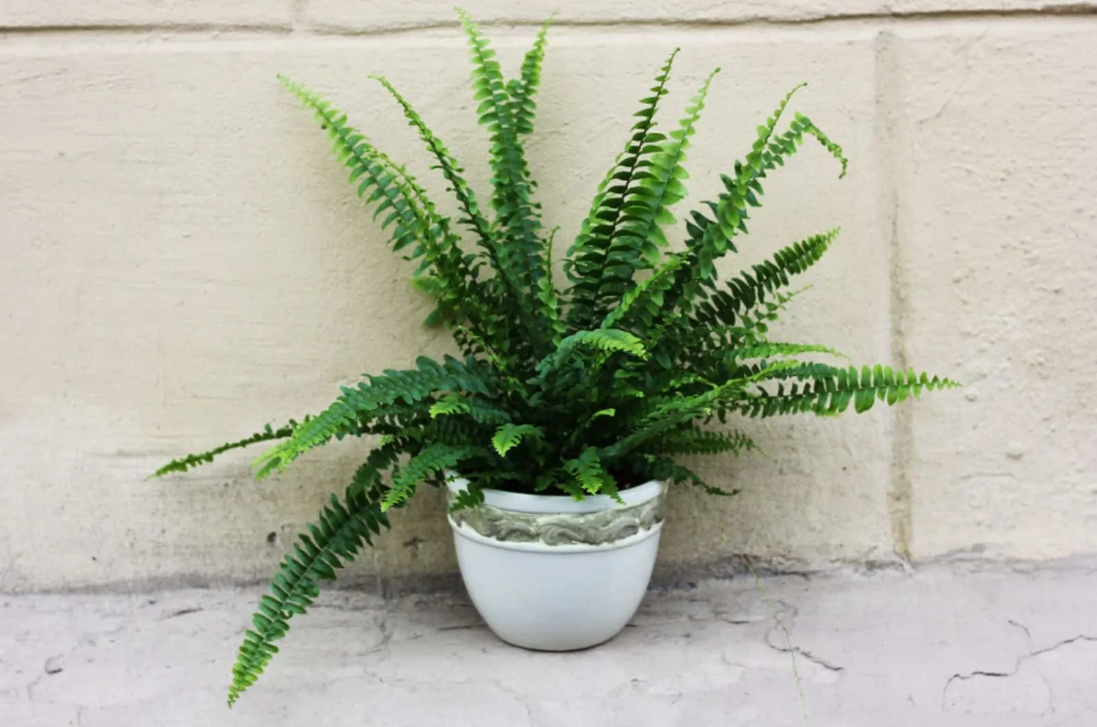 Nephrolepis in a pot