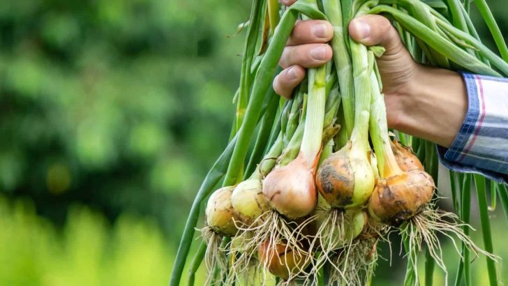 Onion Roots: Everything You Need To Know Right Here