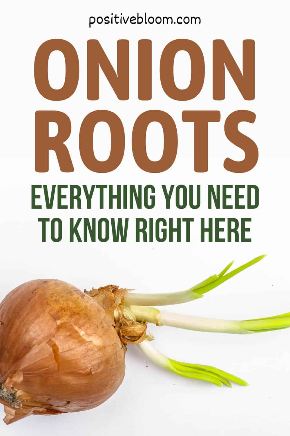 Onion Roots Everything You Need To Know Right Here Pinterest
