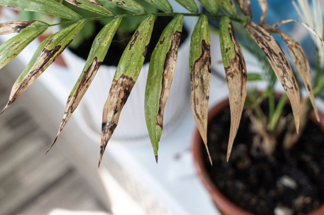 Great Description About Palm Plant Dying