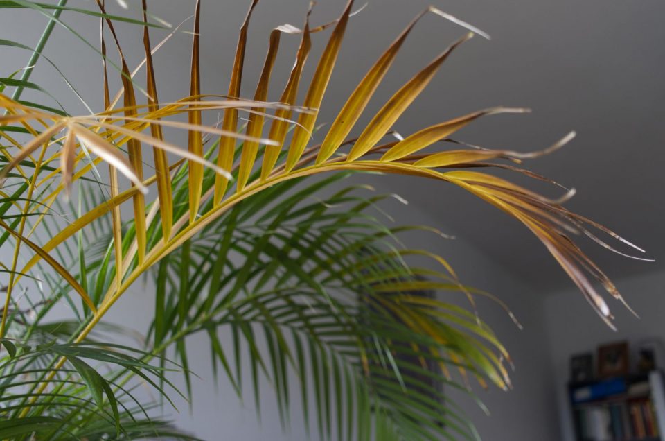 Common Reasons For A Palm Tree Dying & How To Revive It