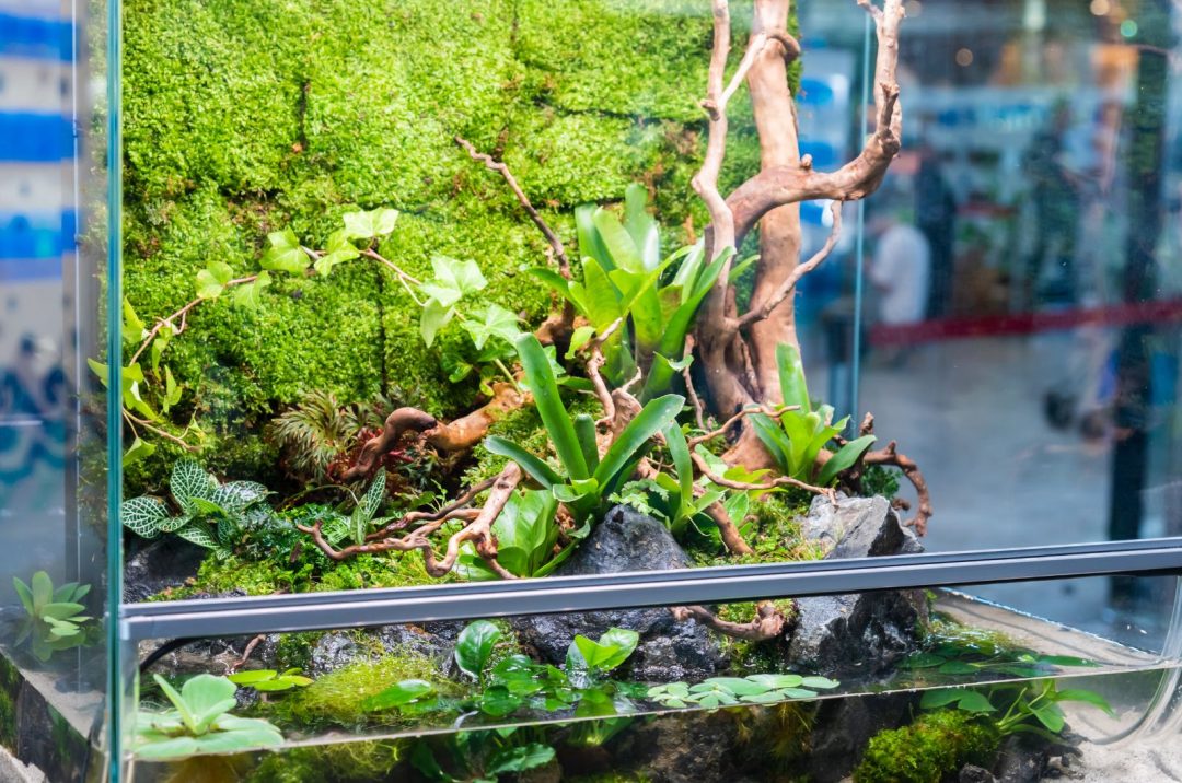 Terrarium vs Vivarium Learn The Differences