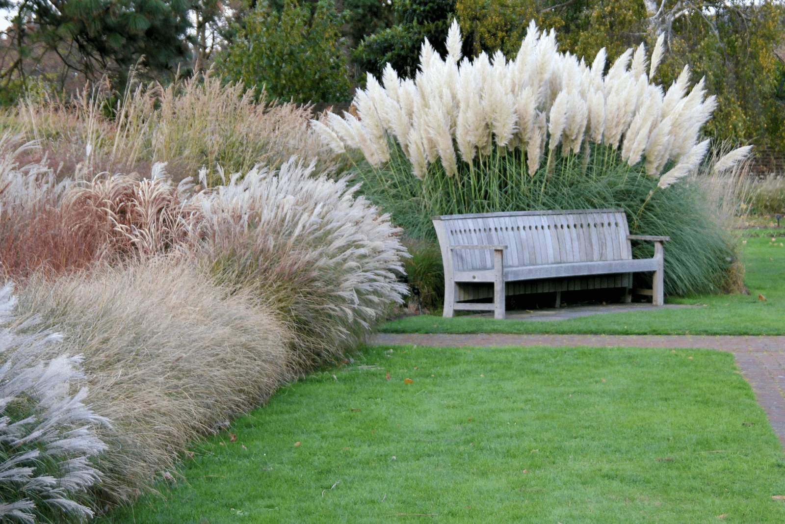 Park bench nestling in various grasses and pampas