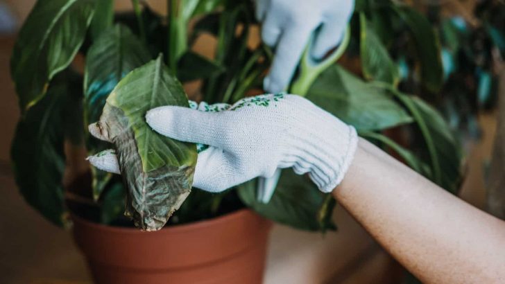Peace Lily Leaves Turning Black: Reasons & Solutions