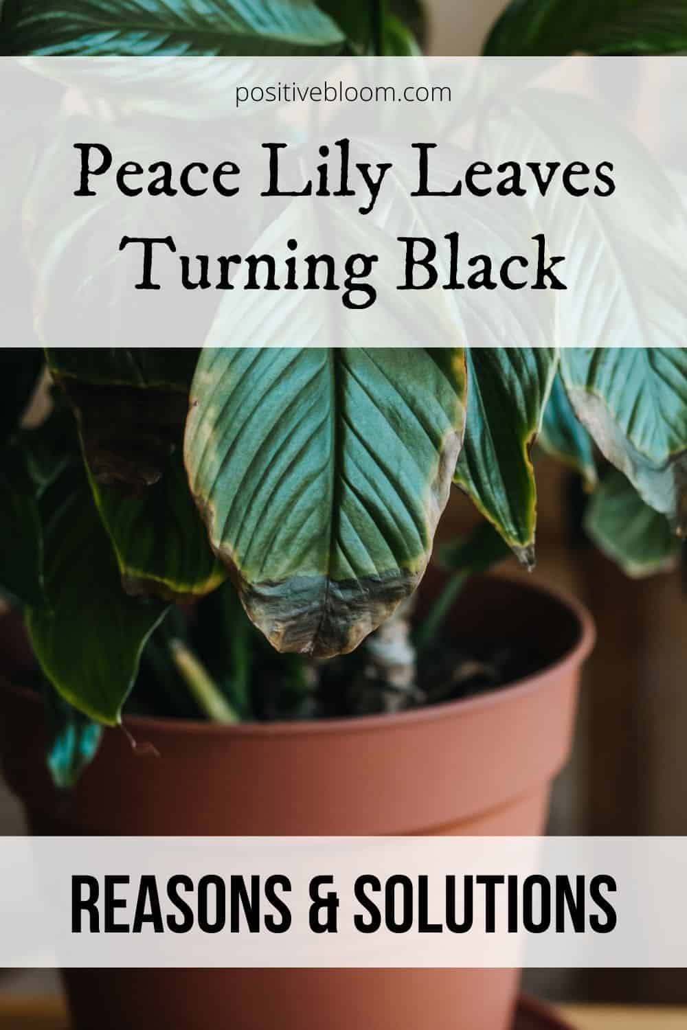 Peace Lily Leaves Turning Black Reasons & Solutions Pinterest