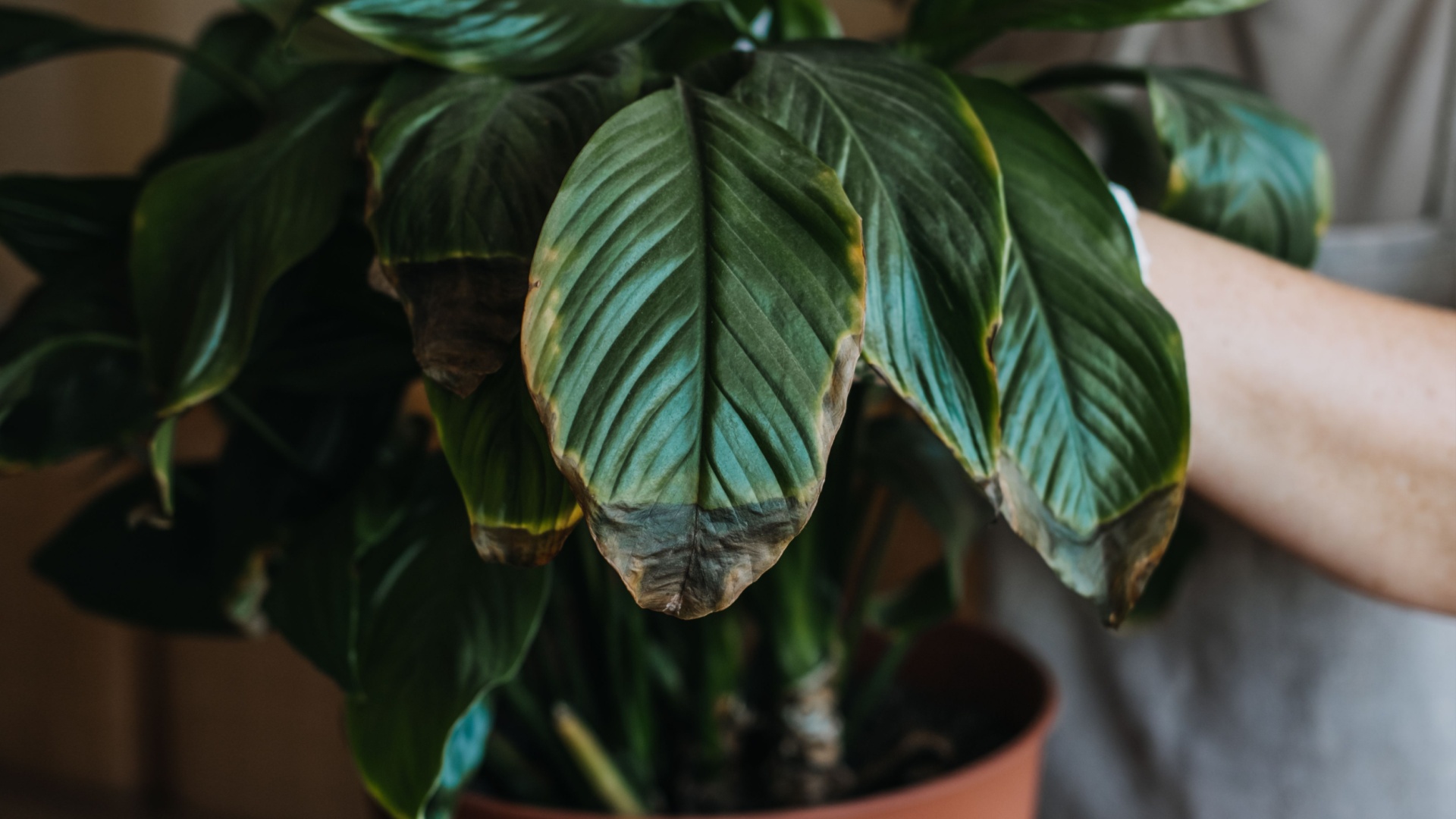 Peace Lily Leaves Turning Black: Reasons & Solutions