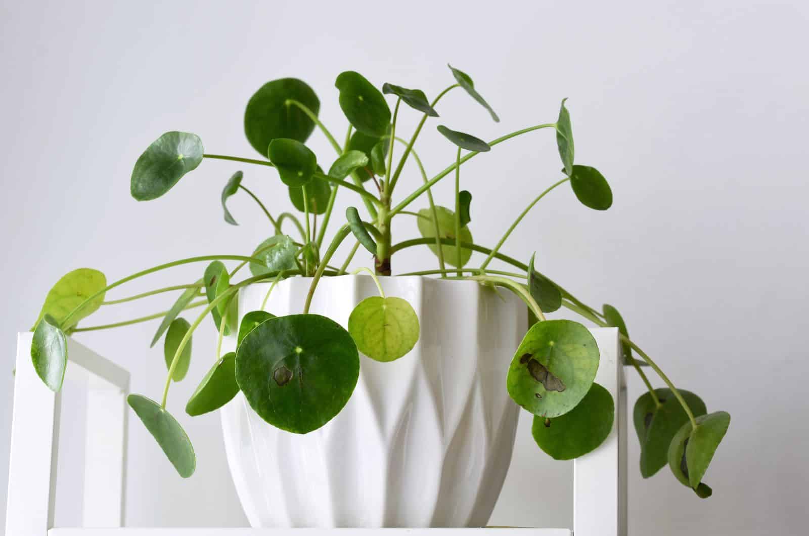 Pilea Peperomioides with brown spots on leaves