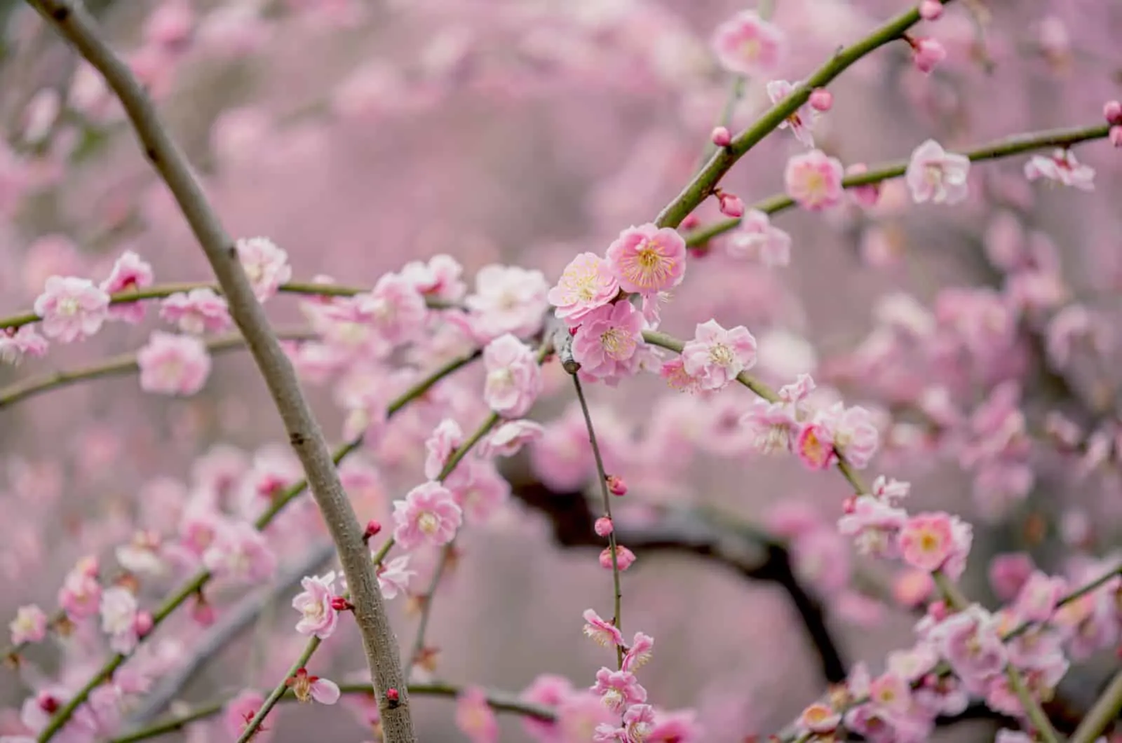 Plum Blossoms