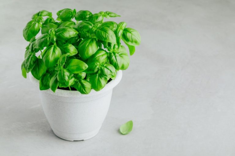 Beginner’s Guide to Growing Herbs in Pots - Featured Image