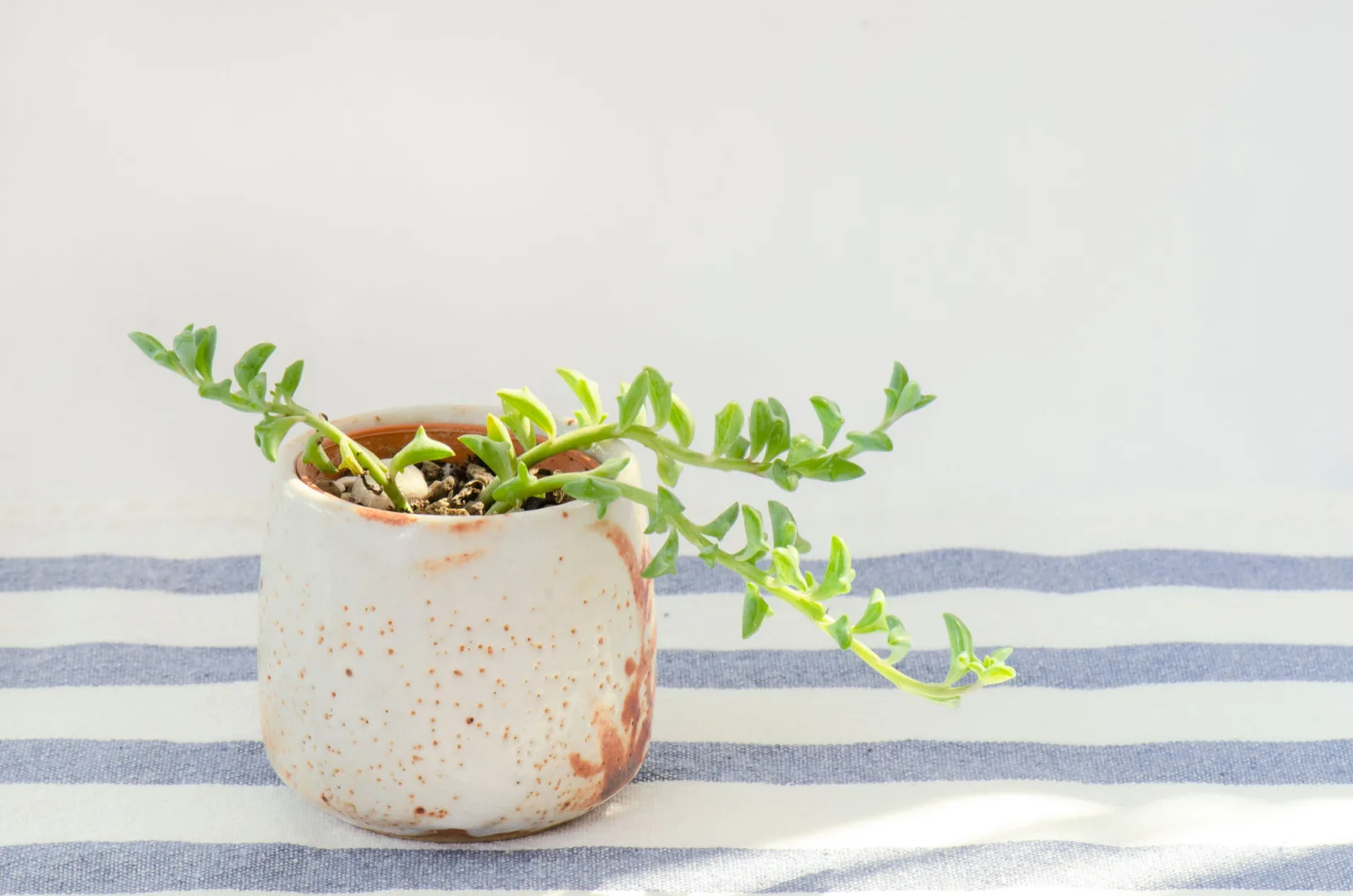 string of dolphins plant