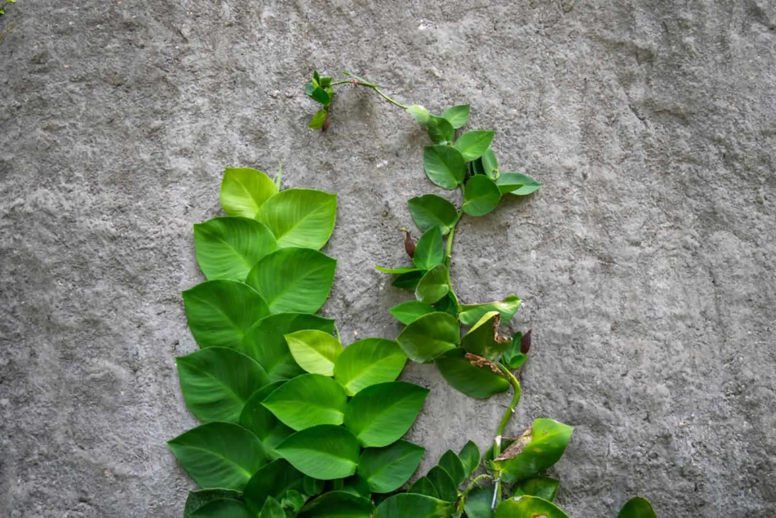 Rhaphidophora celatocaulis growing climbing on the cement wall