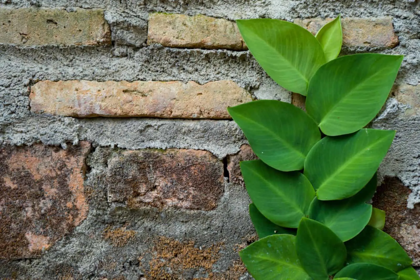 Rhaphidophora celatocaulis trees leaves propagating on the edge of brick wall