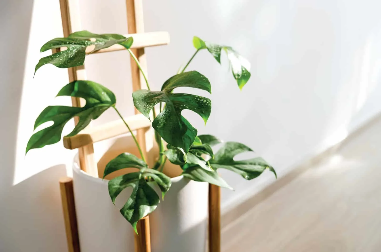 Rhaphidophora tetrasperma indoor plant in the sun