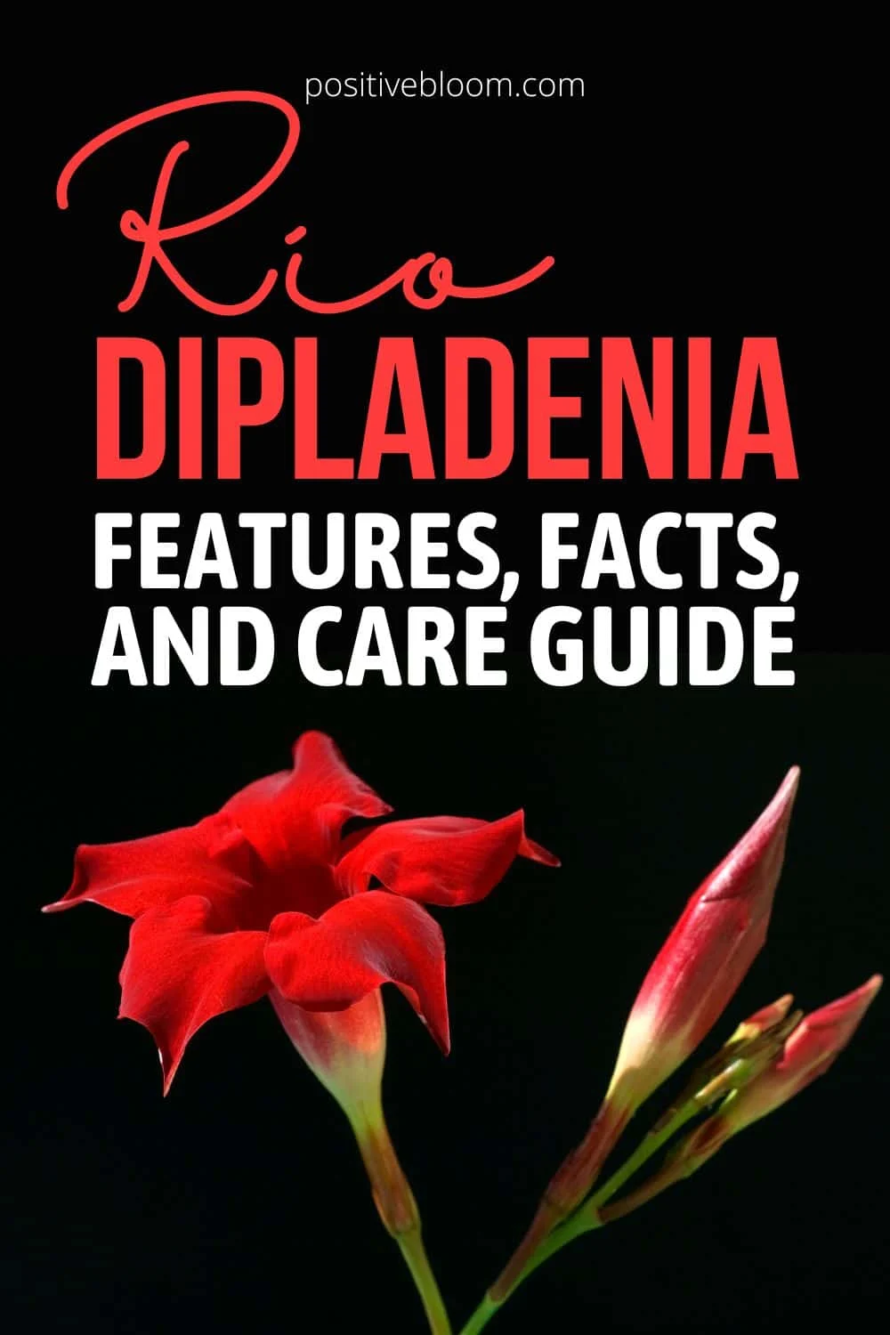 Rio Dipladenia Features, Facts, And Care Guide